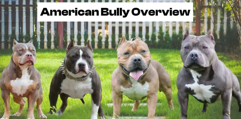 AMERICAN Bully Overview