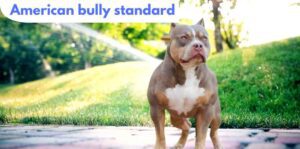 American bully standard