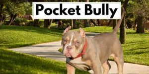 Pocket Bully