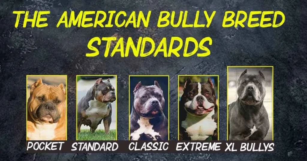 american bully breed standard
