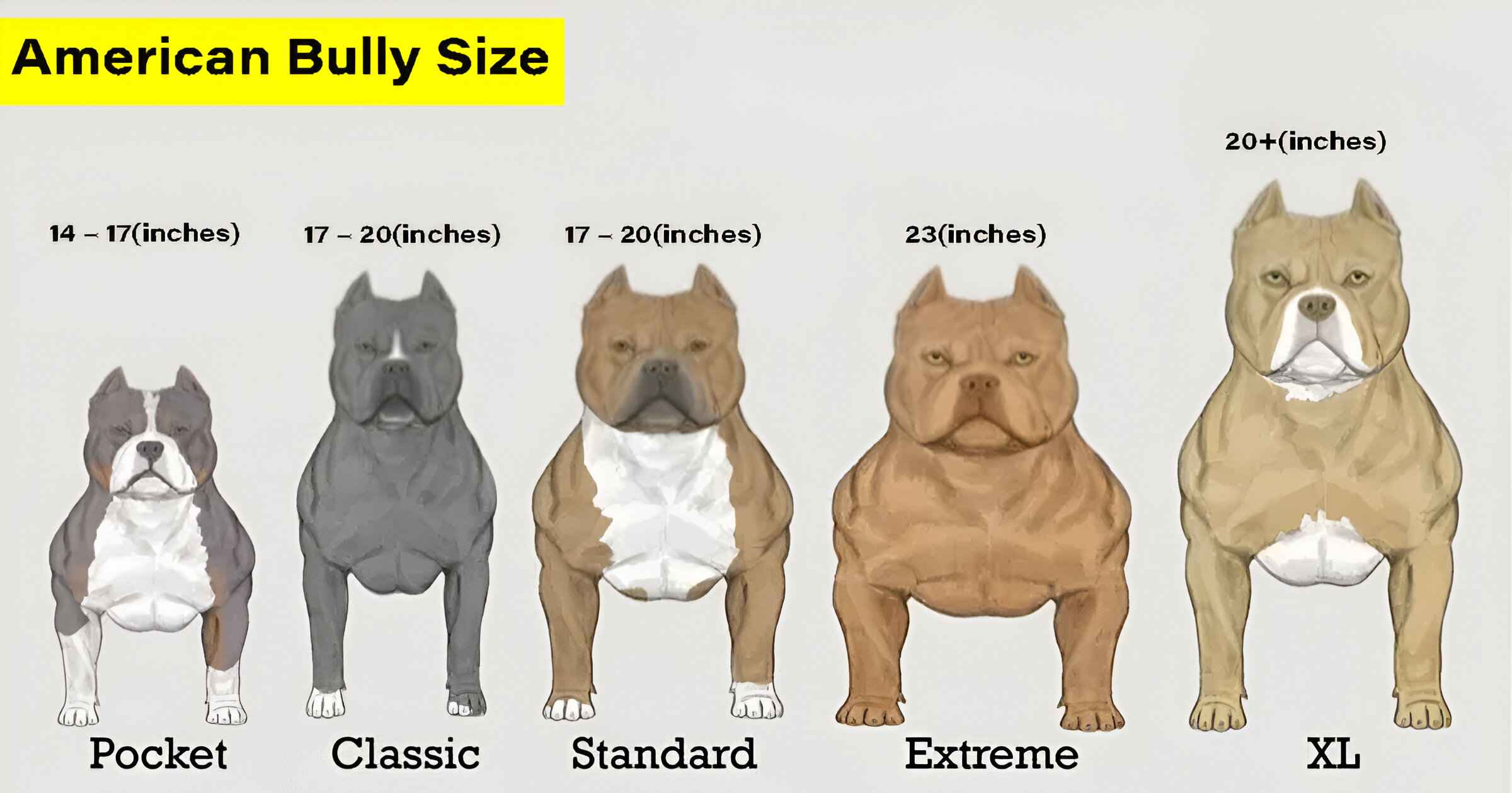 American bully size