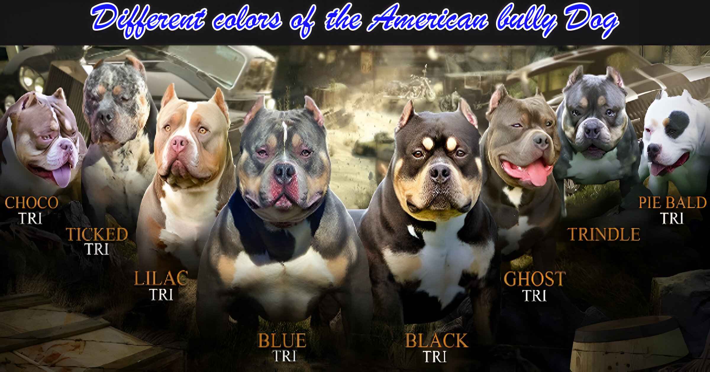 Different colors of the American bully Dog