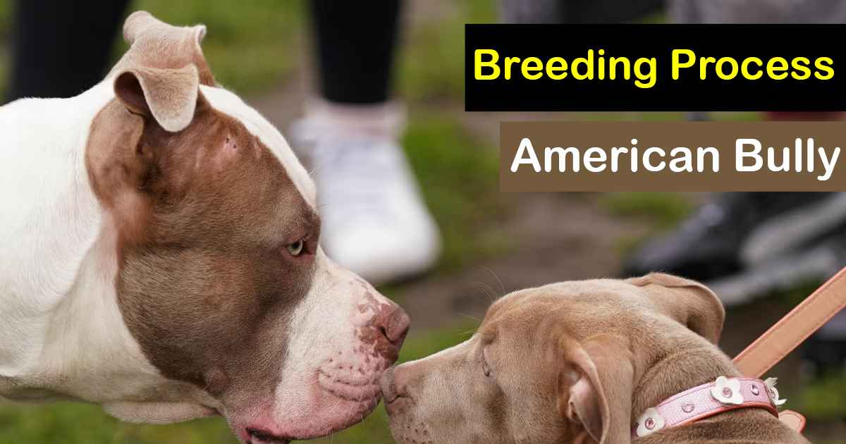 Breeding Process of american bully