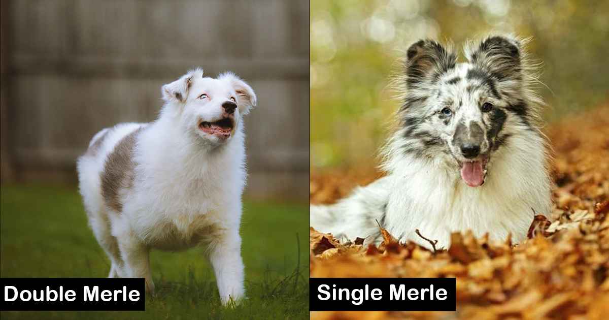 Difference Between a Single Merle and a Double Merle