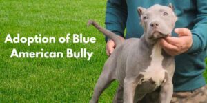 Adoption of Blue American Bully