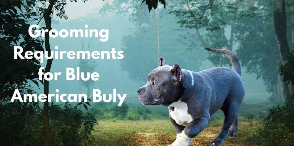 Grooming Requirements for Blue American Buly