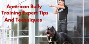 American Bully Training Expert Tips