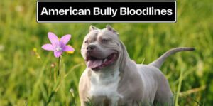 American Bully Bloodlines