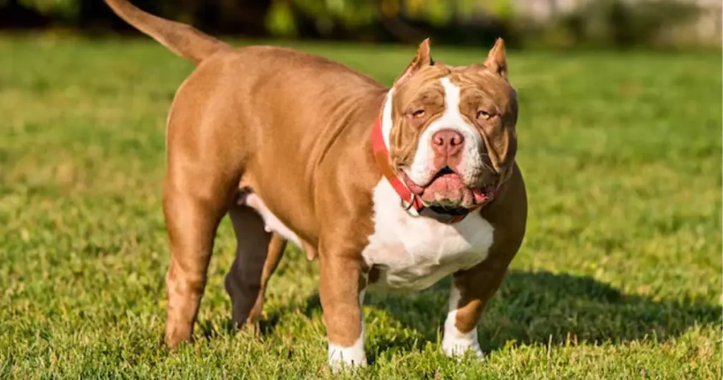 Red American Bully