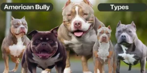 American Bully Types: Standard, Classic, Extreme, XL, Pocket