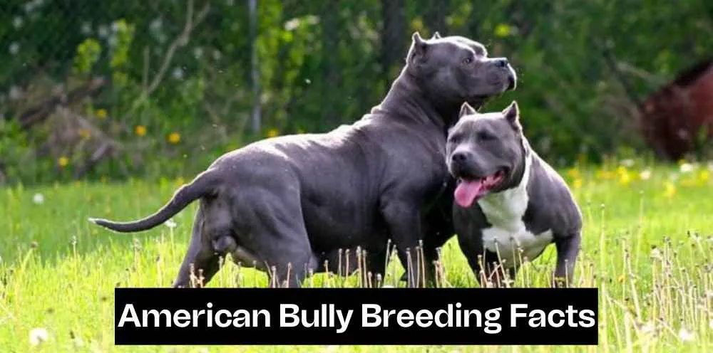 American bully breeding fact
