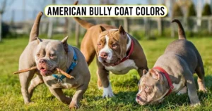 American Bully Coat Colors And Colors charts, guide,variation