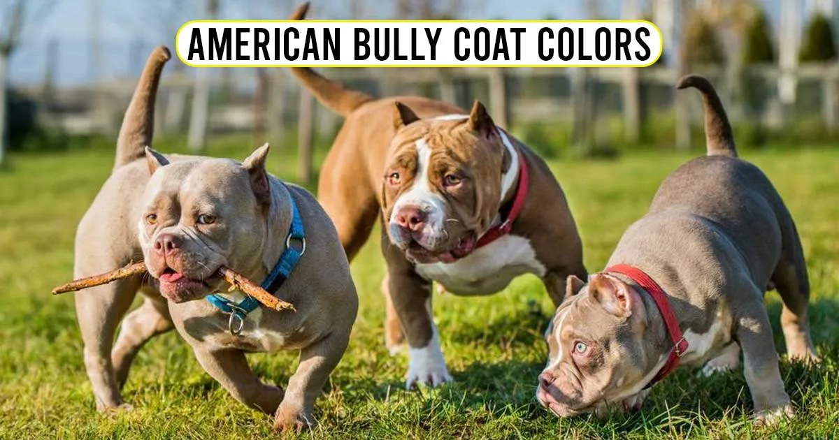 American Bully Coat Colors And Color charts, guide,variation