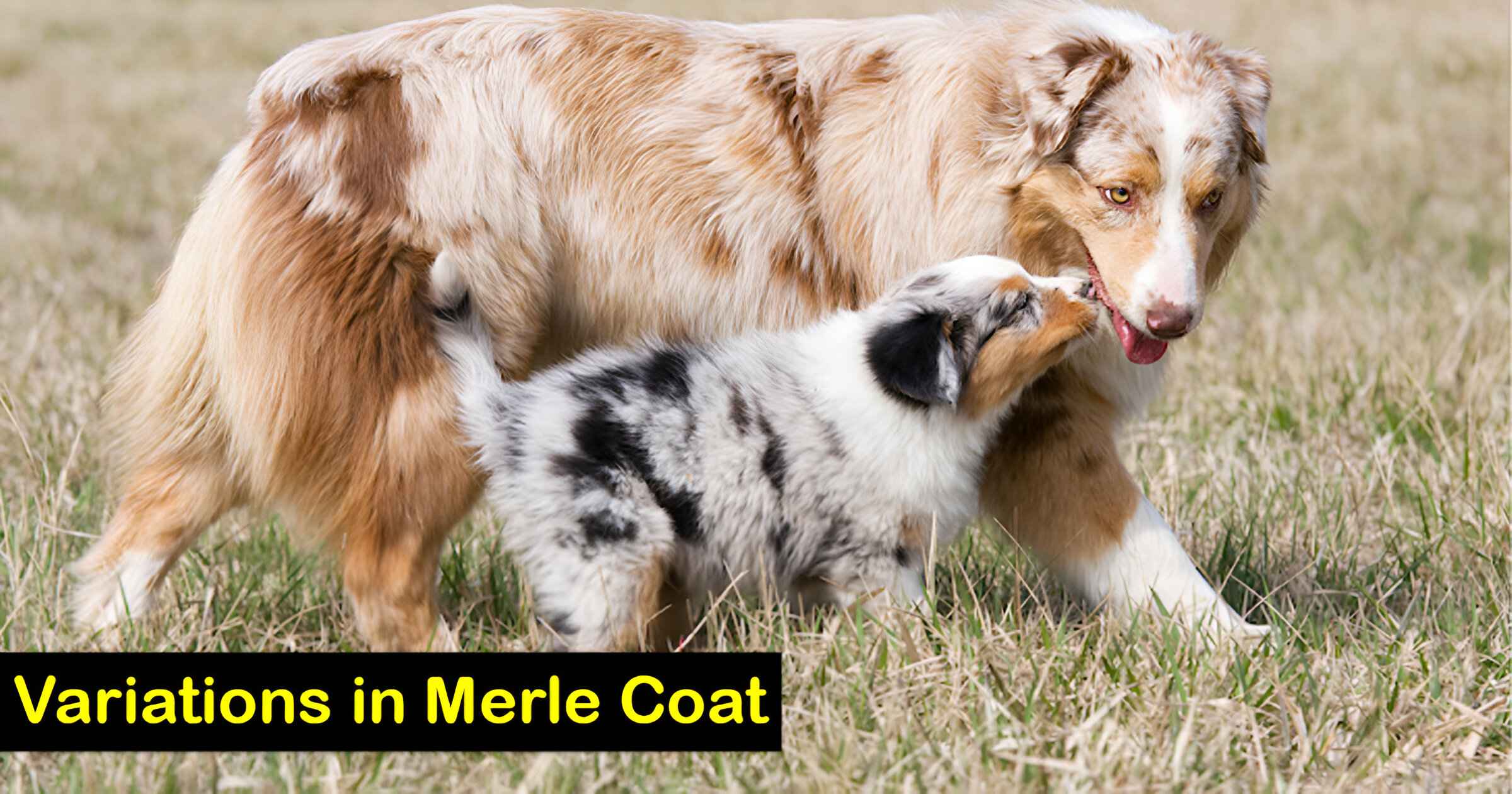 Variations in Merle Coat