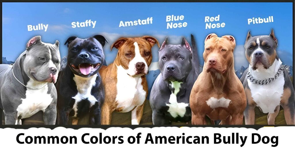 American Bully Coat Colors