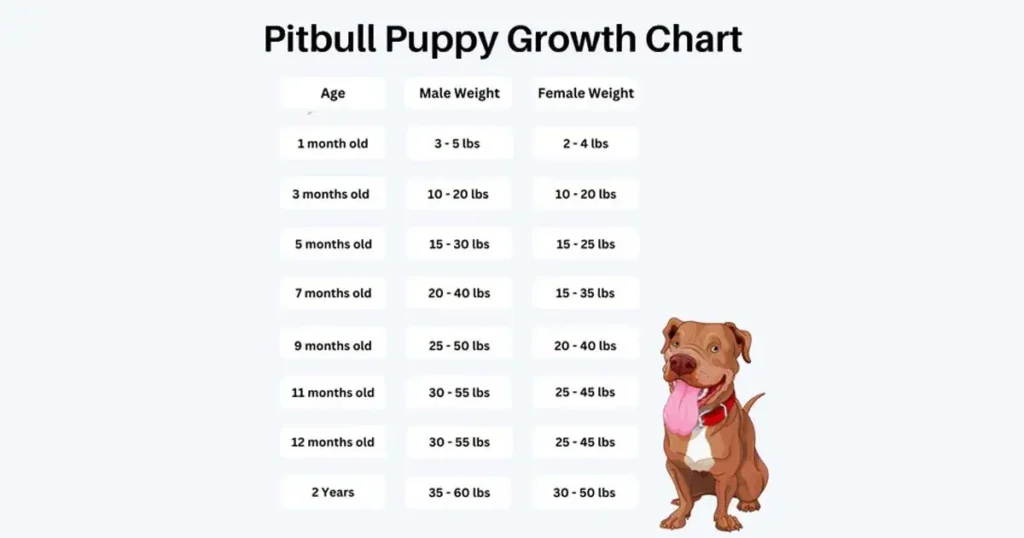 American Bully Growth Chart