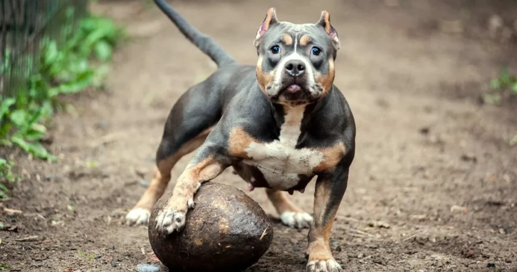 Block American Bully vs Other American Bullies