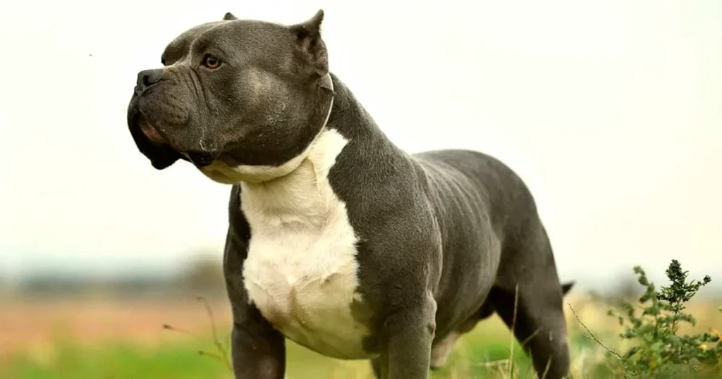 Block American Bully