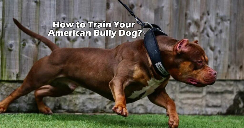 Train Your American Bully